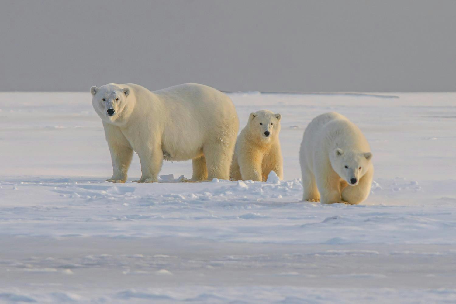 Bilde av en isbjørnfamilie.
